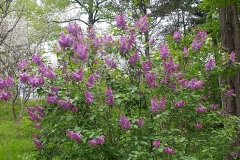 Rhodopea_ZB_1