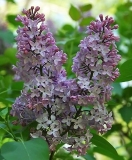 Rhodopea_ZB_2