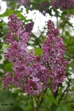 Rhodopea_ZB_3