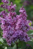 Richard_A._Fenicchia_IP_dacha_TP_2