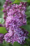 Richard_A._Fenicchia_IP_dacha_TP_3