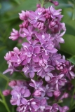 Richard_A._Fenicchia_IP_dacha_TP_6