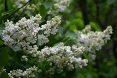 Riet_Bruidegom_1980_Minsk_GB_TP_3