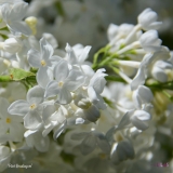 Riet_Bruidegom_2019_LM_CF