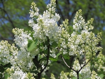 Riet_Bruidegom_CH