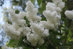 Riet_Bruidegom_Main_GB_TP_1