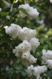 Riet_Bruidegom_Main_GB_TP_2