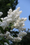 Riet_Bruidegom_Main_GB_TP_3