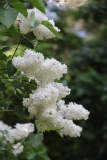 Riet_Bruidegom_Main_GB_TP_4