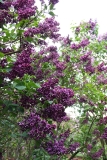 Rochambeau_JBN_TP_3