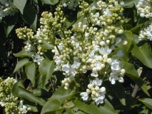 Rochester_2003_HP_MM__DM_1