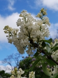 Rochester_20170512_AA_MLD_3