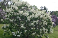 Rochester_CH_1