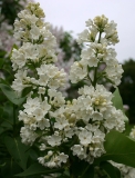 Rochester_CH_2