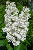 Rochester_LS_ZB