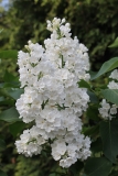 Rochester_TRD_TP_3