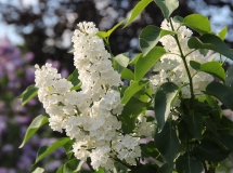 Rochester_TRD_TP_6