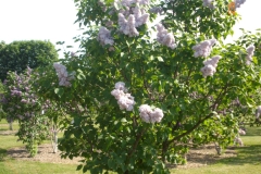 Rokoko (Karklins)