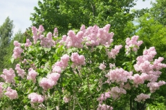 Rokoko (Makedonskaya)