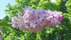 Romance_201505_MBG_BB