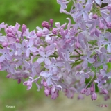 Romance_2019_LM_CF