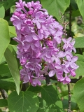 Romance_20240504_BLBG_MLD