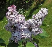 Ronsard_ZB_1
