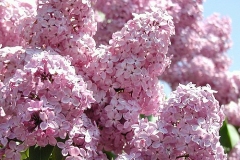 Roosa