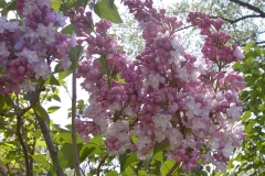 Rosace