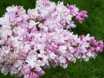 Rosace_20170523_RBG_MLD_4