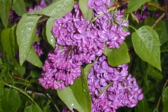 Rosea Grandiflora