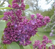 Rosea_Grandiflora_2003_HP_MM__DM_2
