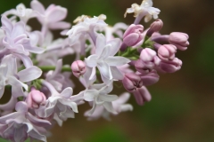 Rosea_Grandiflora_2013_HP_TP_2
