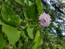 Rosea_Grandiflora_20170518_HP_MLD_3