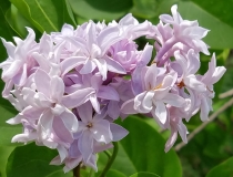 Rosea_Grandiflora_20170518_HP_MLD_4
