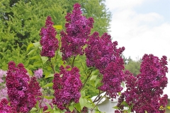 Rosea_Grandiflora_CH