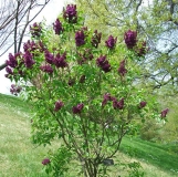 Rosea_Grandiflora_ZB_1