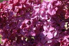 Rosea_Grandiflora_ZB_2