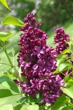 Rosea_Grandiflora_ZB_3