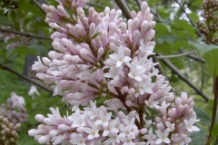 Rosea (villosa)