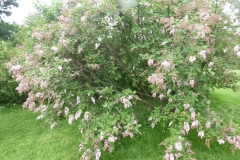 Rosea (yunnanensis)