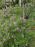 Rosie_20230422_MLD_MLD_1