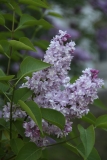 Rowancroft_Pink_2012_PGBG_TP_1