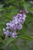 Rowancroft_Pink_2012_PGBG_TP_3