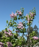Rowancroft_Pink_2013_HP_TP_3