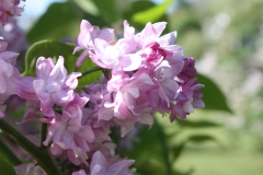 Rowancroft_Pink_2013_HP_TP_4