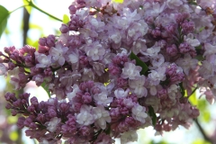 Rowancroft_Pink_Main_BG_TP_1