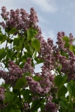 Rowancroft_Pink_Main_BG_TP_11