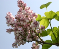 Rowancroft_Pink_Main_BG_TP_12