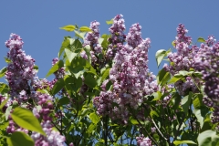 Rowancroft_Pink_Main_BG_TP_6